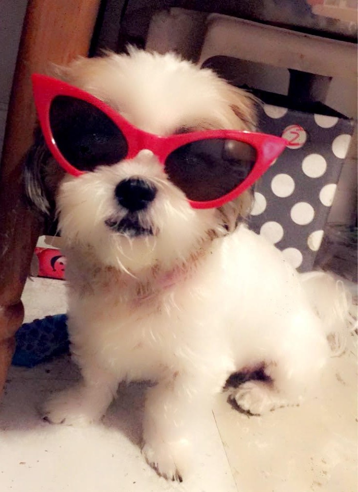 Cesar, a Adopted mixed breed in Rochester, NY image 3/3