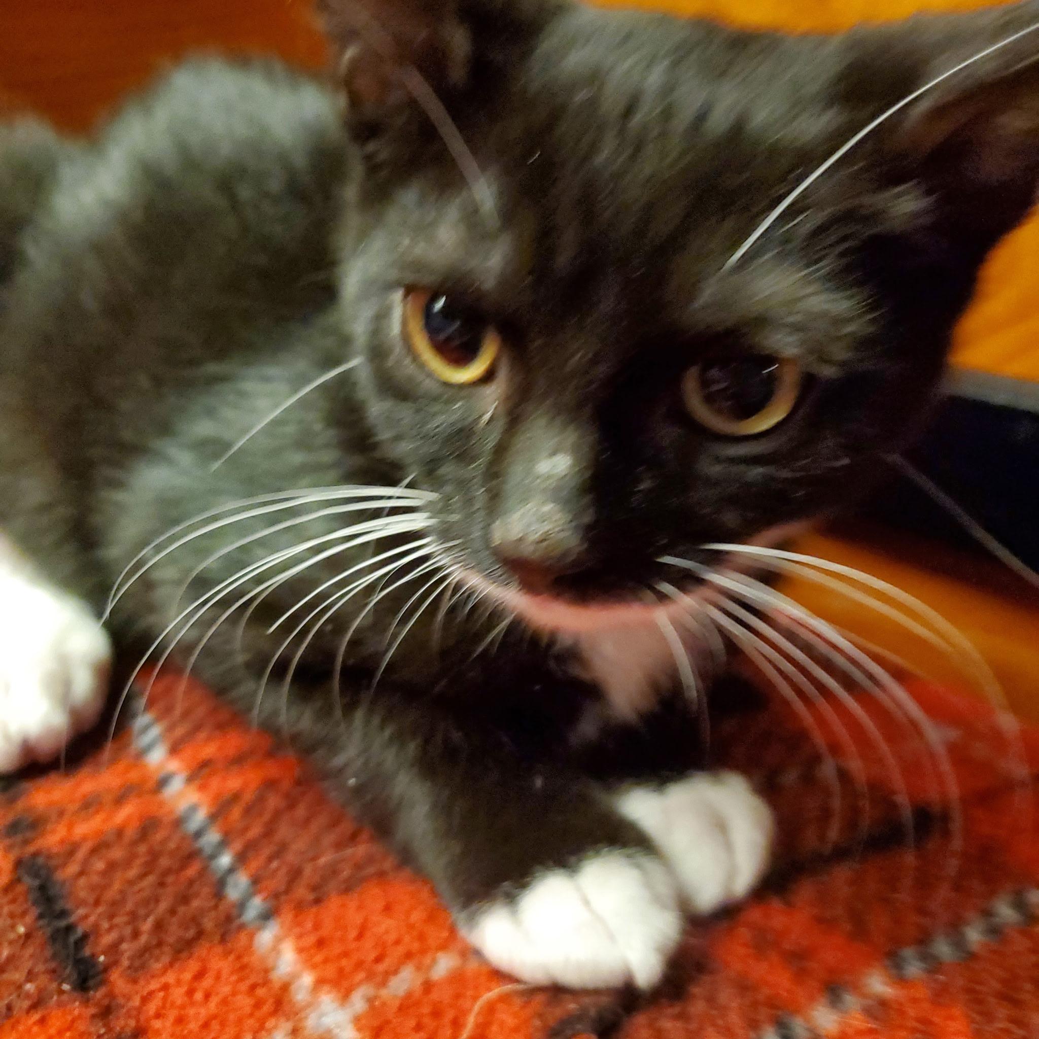 Enlarge Billy, an adoptable Domestic Short Hair in Bellmore, NY image 2/4