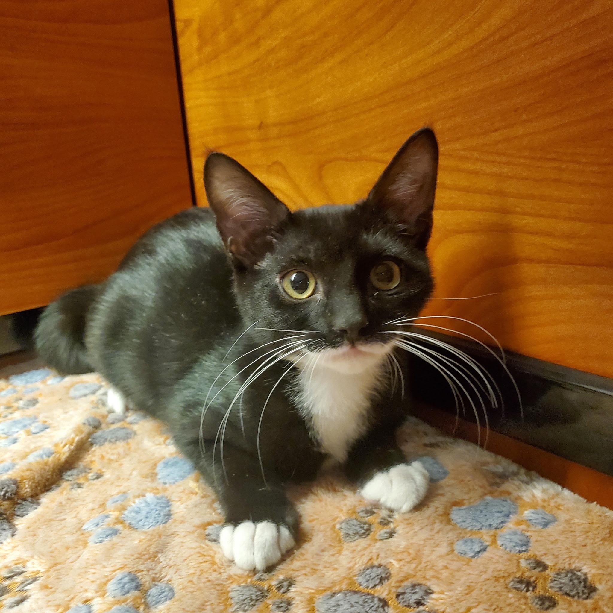 Enlarge Billy, an adoptable Domestic Short Hair in Bellmore, NY image 3/4