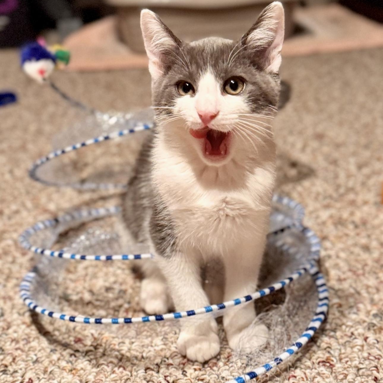 Enlarge Frank, a Adoptable Domestic Medium Hair in Medford, NJ image 1/6