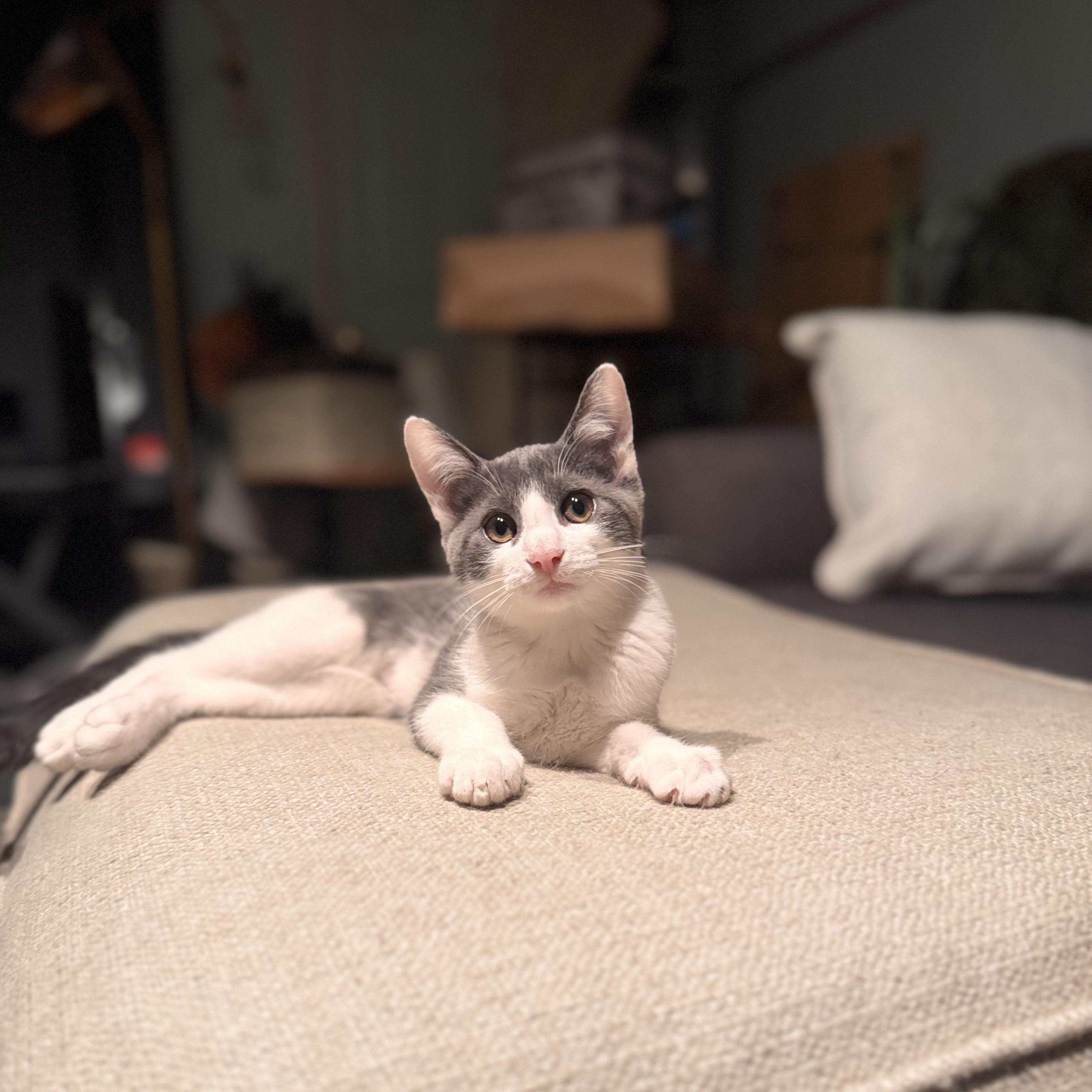 Enlarge Frank, a Adoptable Domestic Medium Hair in Medford, NJ image 4/6