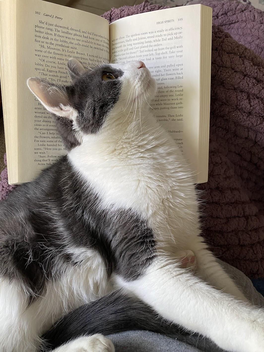 Frank, a Adoptable Domestic Medium Hair in Medford, NJ image 5/5