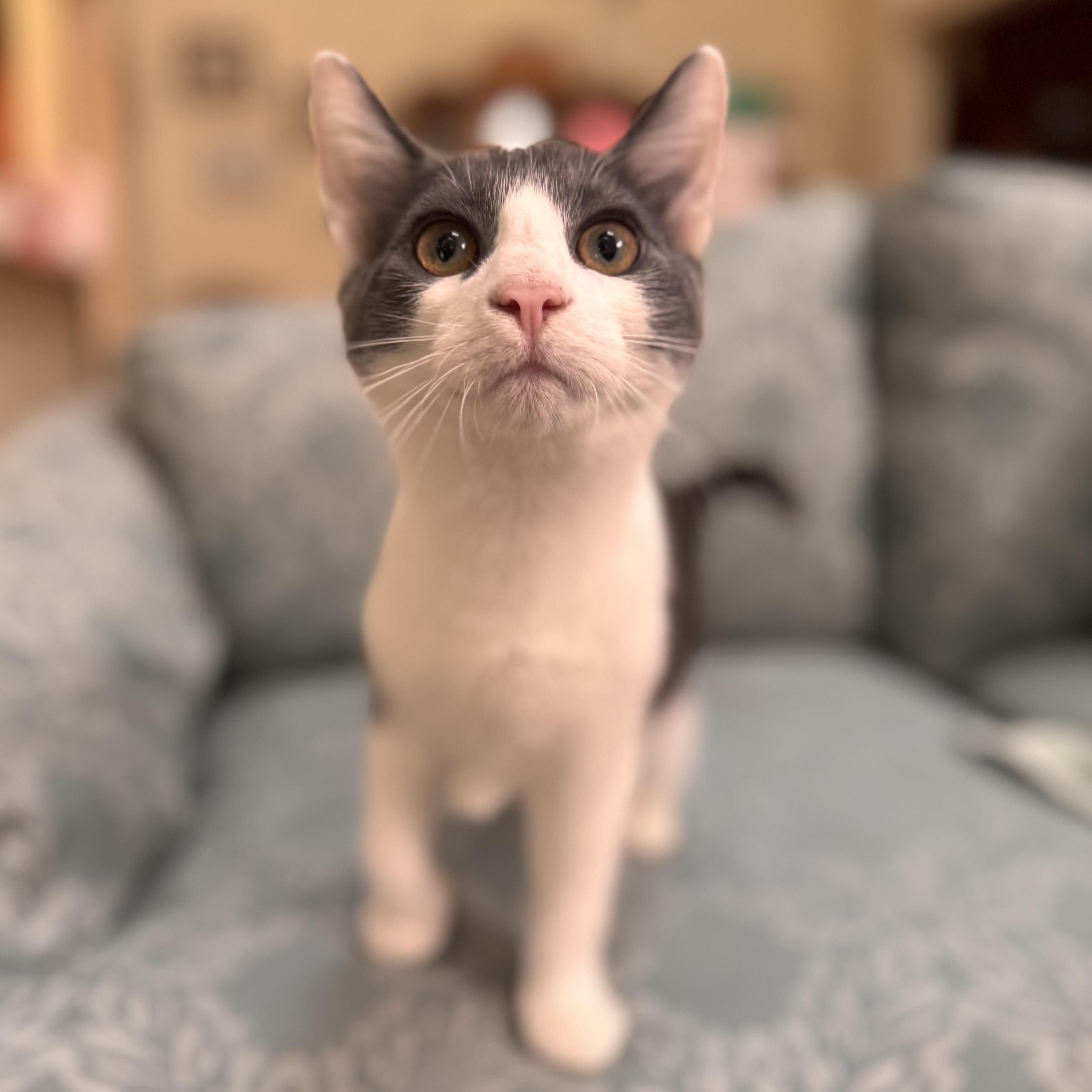 Enlarge Frank, a Adoptable Domestic Medium Hair in Medford, NJ image 2/6