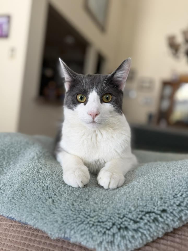 Frank, Adoptable, Kitten Male Domestic Medium Hair.