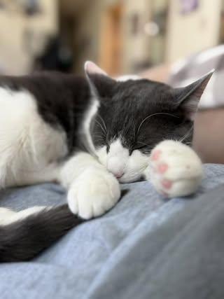 Enlarge Frank, a Adoptable Domestic Medium Hair in Medford, NJ image 5/5