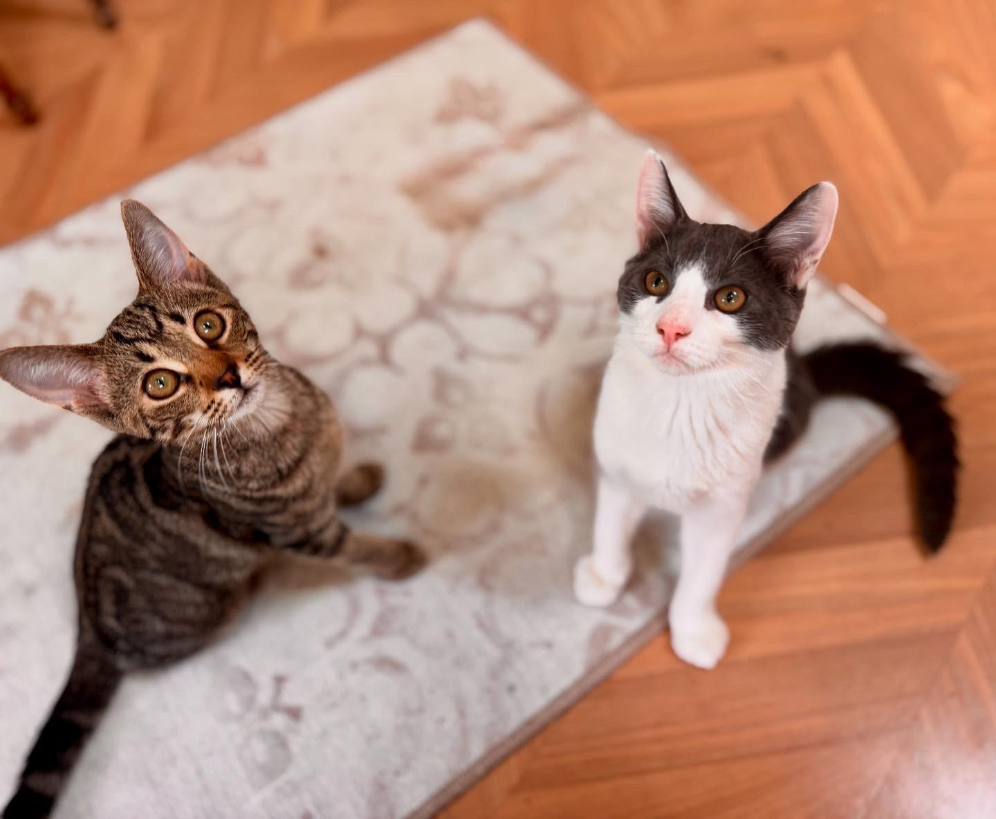 Enlarge Frank, a Adoptable Domestic Medium Hair in Medford, NJ image 3/6