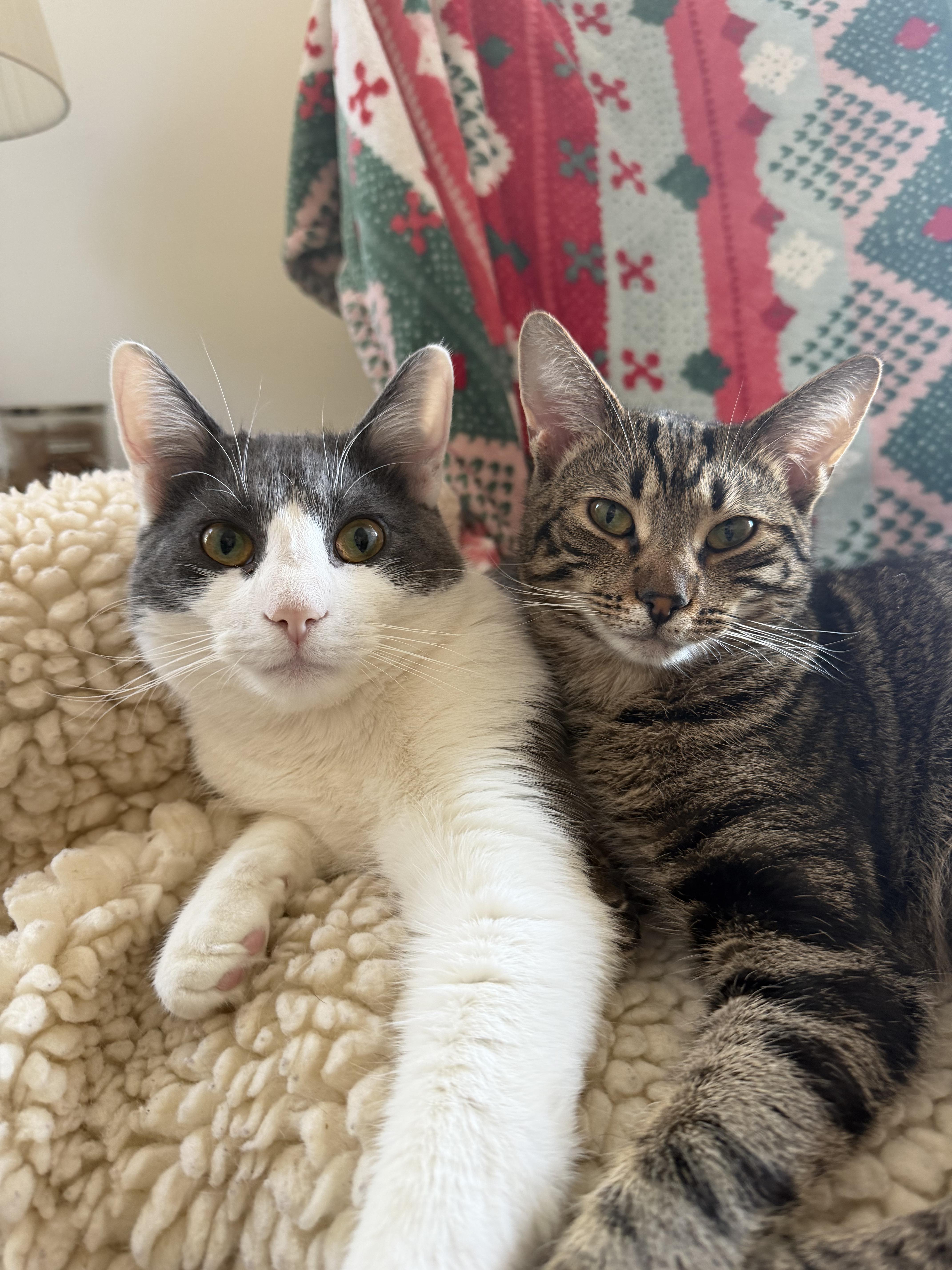 Enlarge Frank, a Adoptable Domestic Medium Hair in Medford, NJ image 3/5