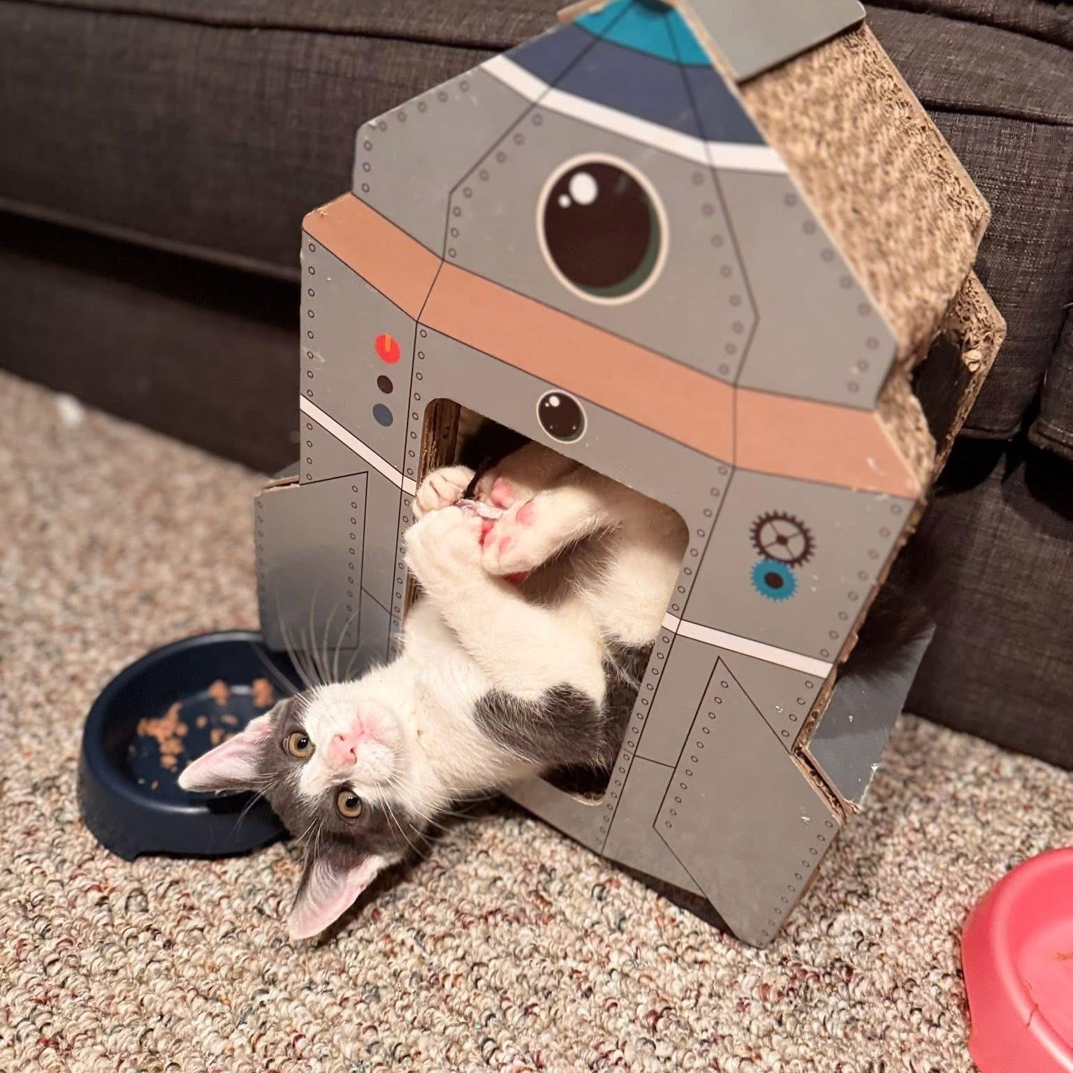 Enlarge Frank, a Adoptable Domestic Medium Hair in Medford, NJ image 5/6