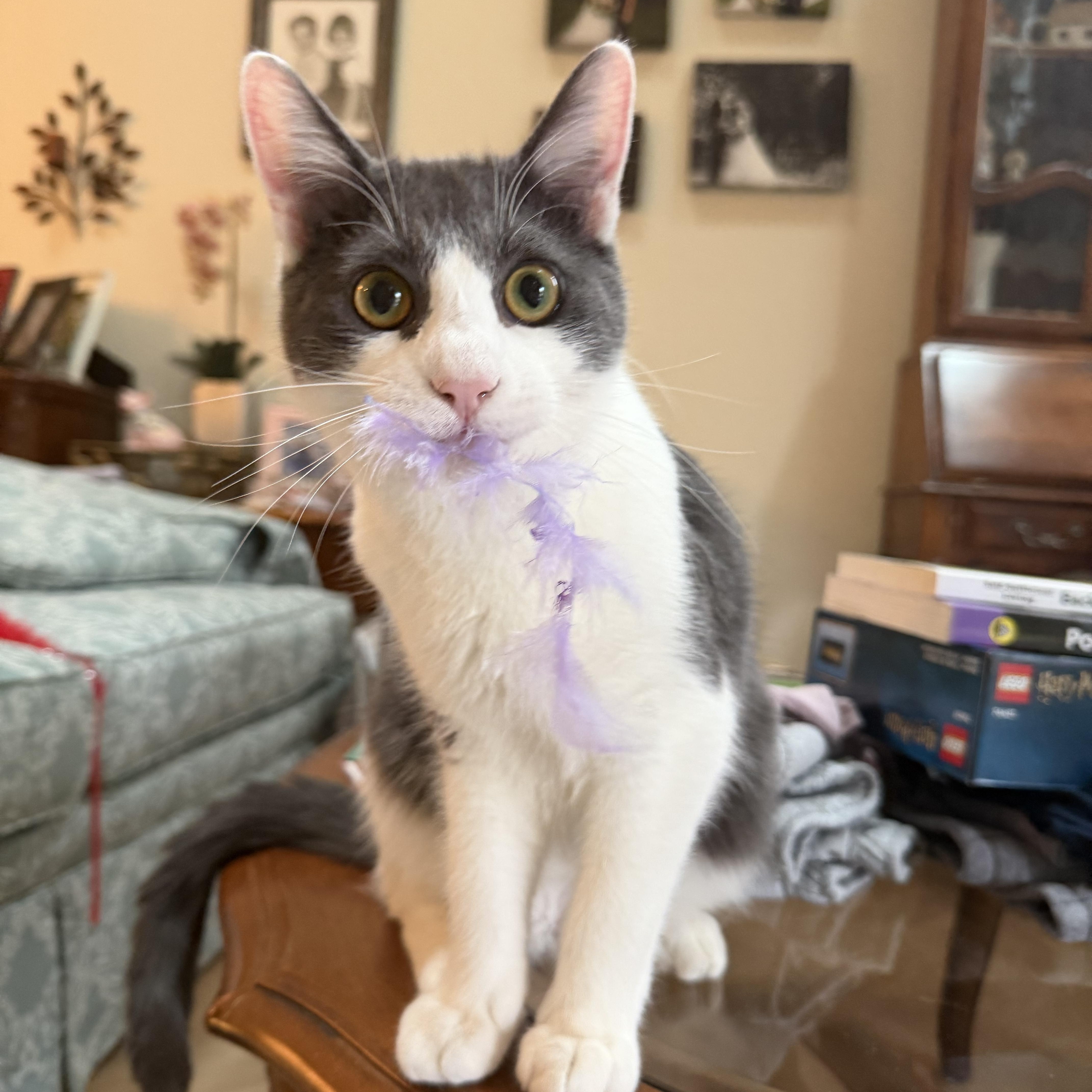 Enlarge Frank, a Adoptable Domestic Medium Hair in Medford, NJ image 1/6
