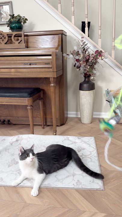 Enlarge Frank, a Adoptable Domestic Medium Hair in Medford, NJ video 2/5