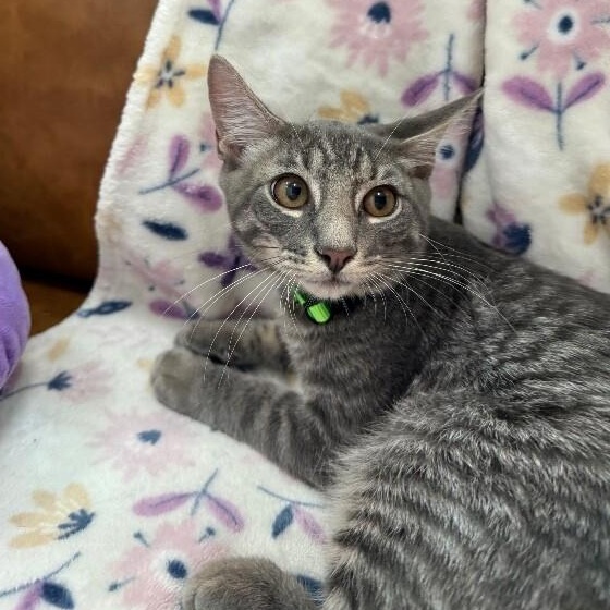 Collins Clark — thumbnail 2