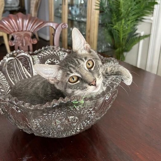 Collins Clark — thumbnail 3