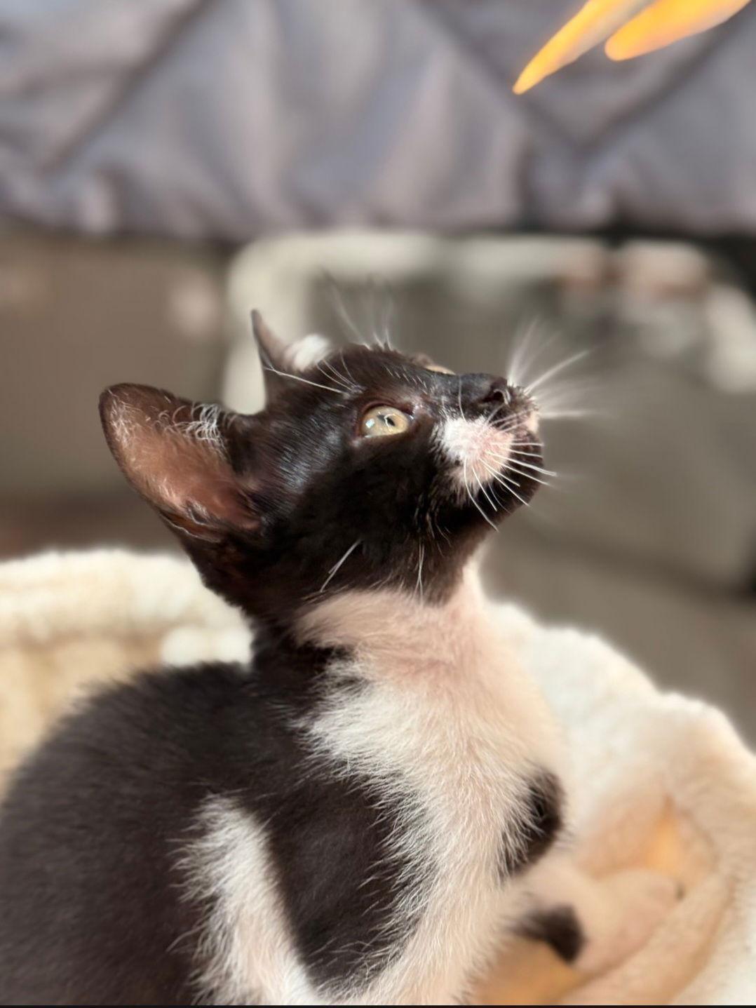 Enlarge Comet, a Adoptable mixed breed in Campbell, CA image 1/2