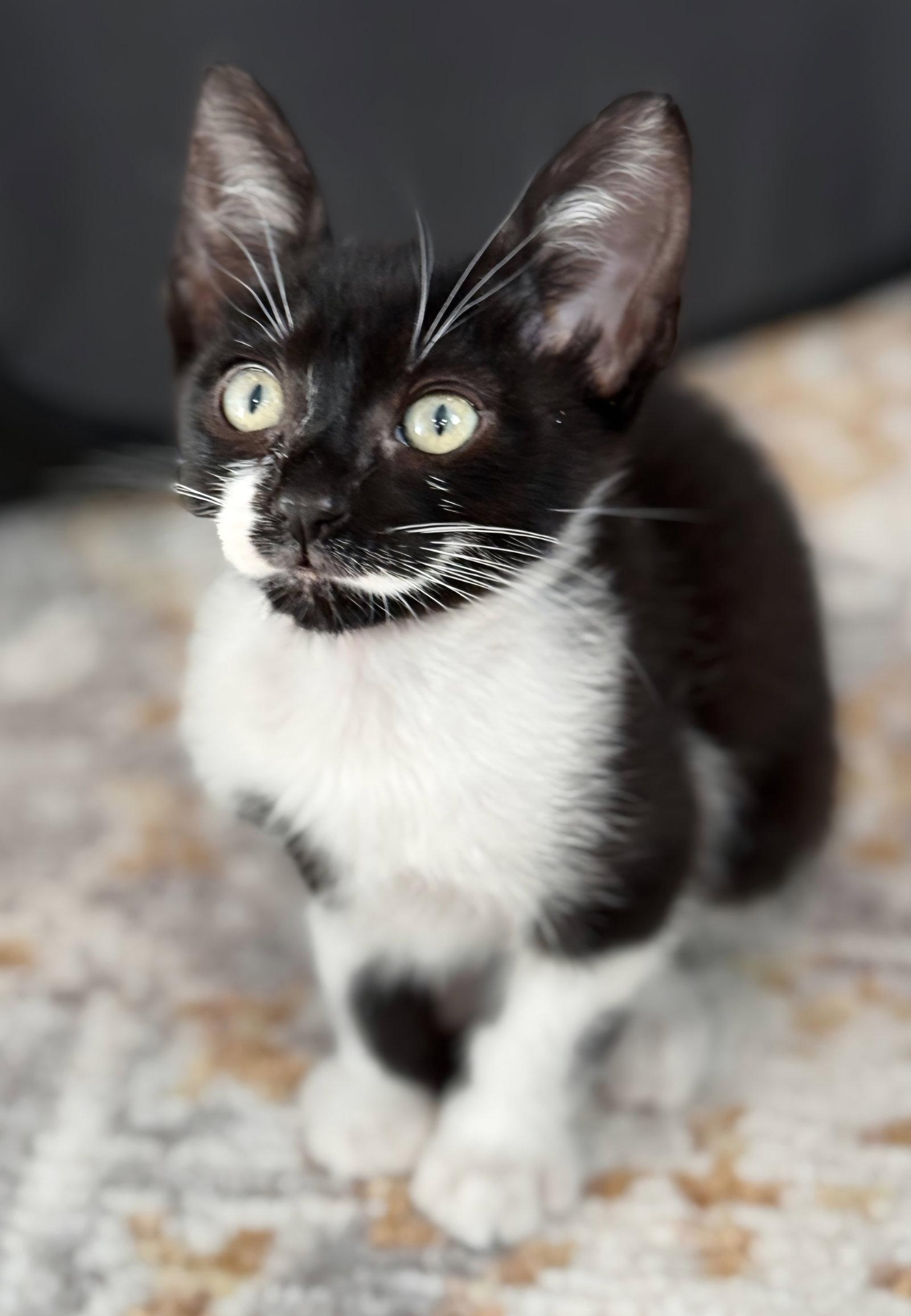 Enlarge Comet, a Adoptable mixed breed in Campbell, CA image 2/2