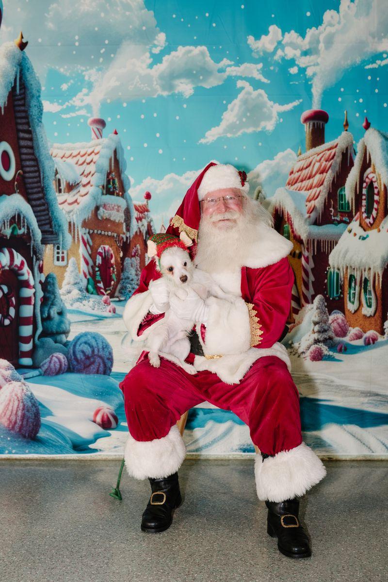 Enlarge Grogu, a Adoptable mixed breed in Rancho Santa Margarita, CA image 4/6