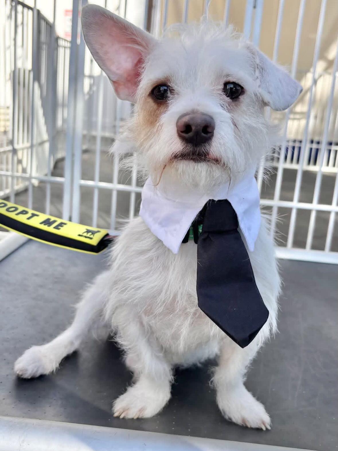 Enlarge Grogu, a Adoptable mixed breed in Rancho Santa Margarita, CA image 2/6