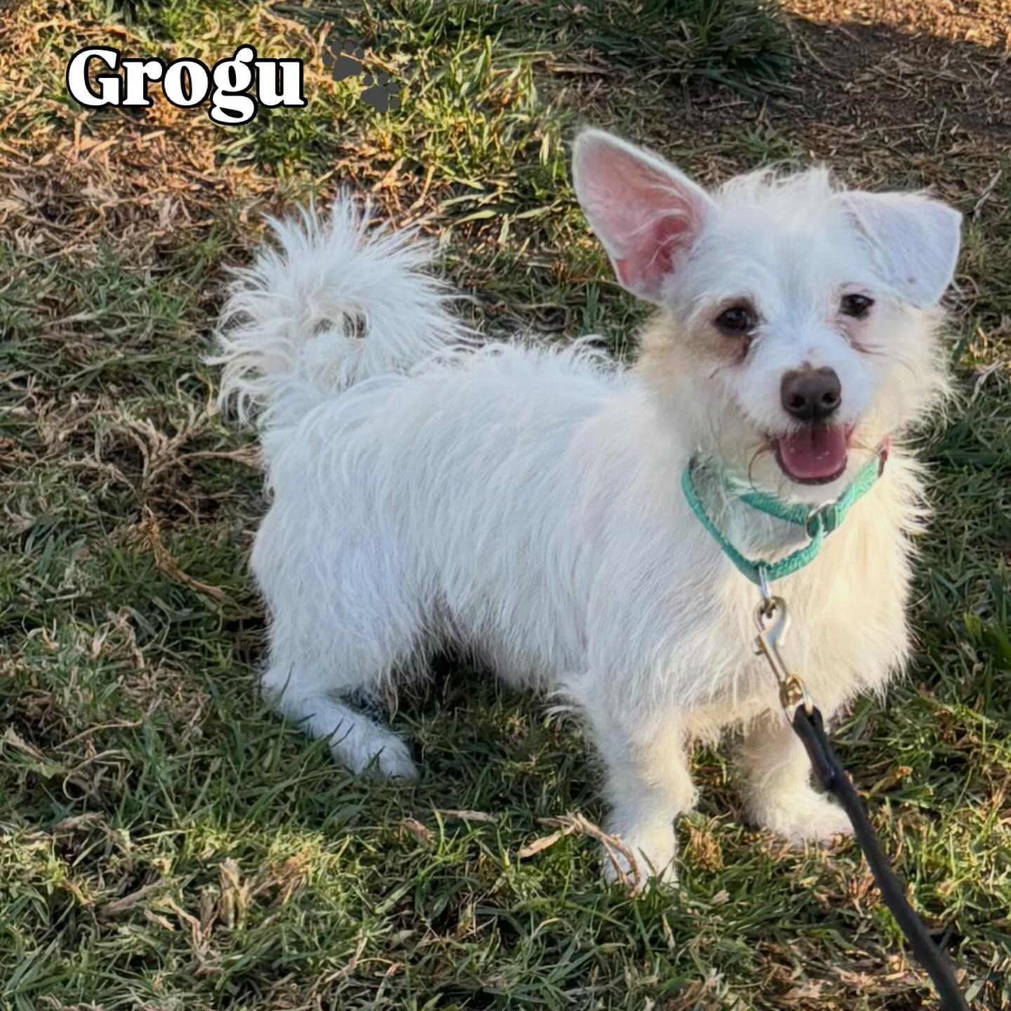 Grogu, Adoptable, Young Male Terrier & Poodle.