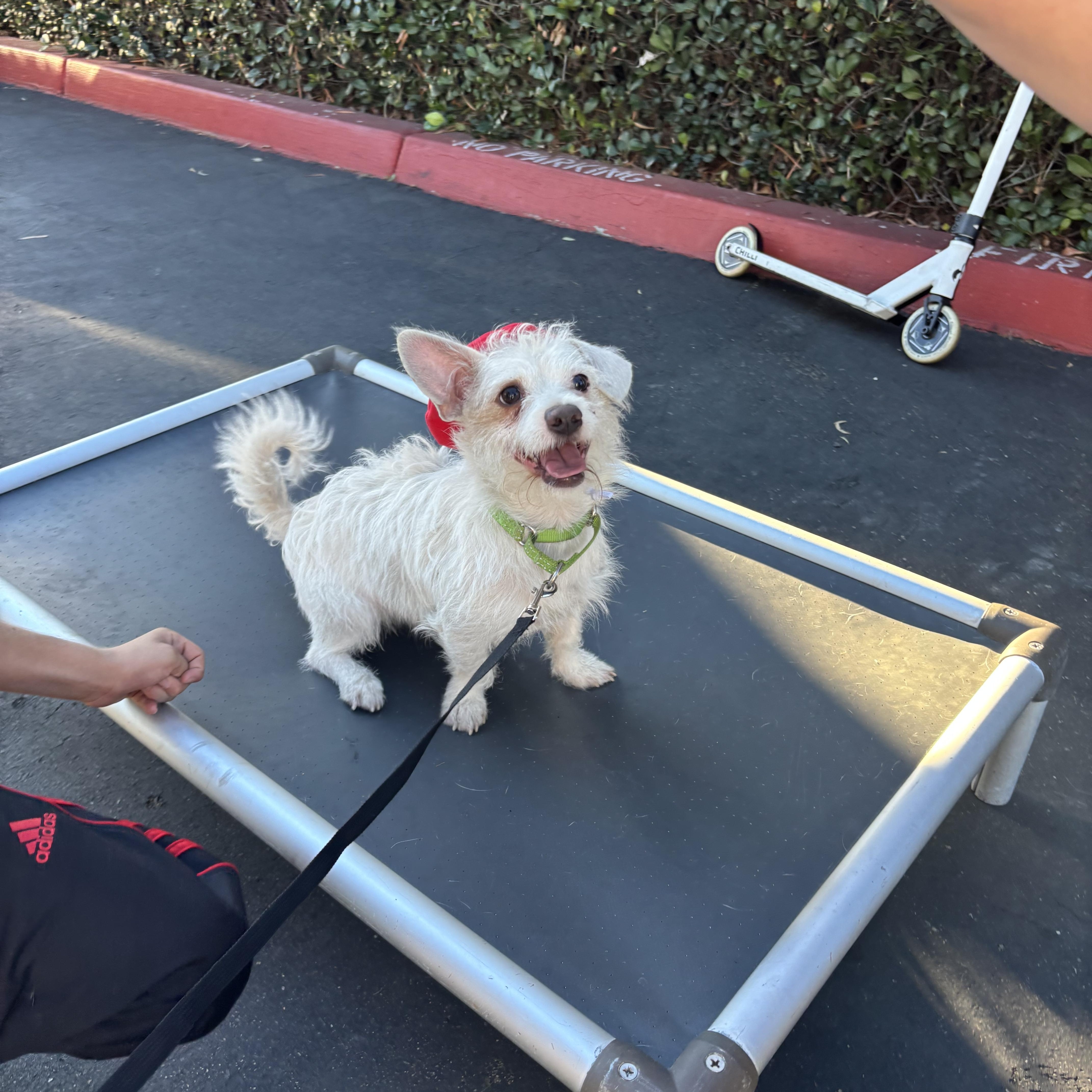 Enlarge Grogu, a Adoptable mixed breed in Rancho Santa Margarita, CA image 5/6