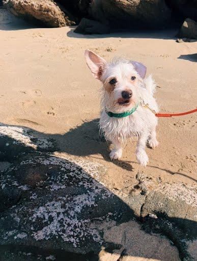 Enlarge Grogu, a Adoptable mixed breed in Rancho Santa Margarita, CA image 5/6