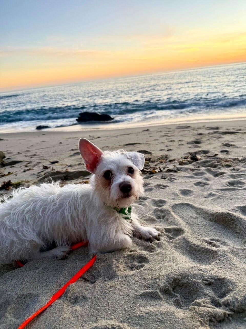 Enlarge Grogu, a Adoptable mixed breed in Rancho Santa Margarita, CA image 6/6