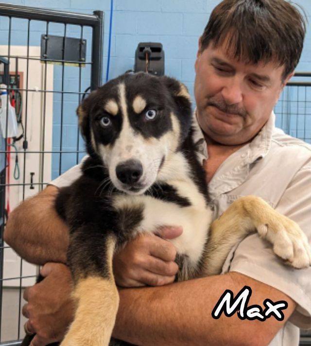 Max, a Adoptable mixed breed in Fredericksburg, VA image 3/6