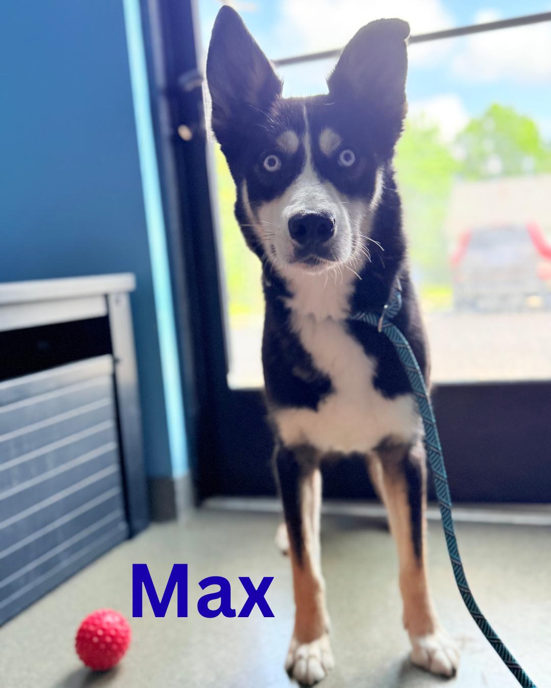 Max, Adoptable, Puppy Male Husky & Shepherd.