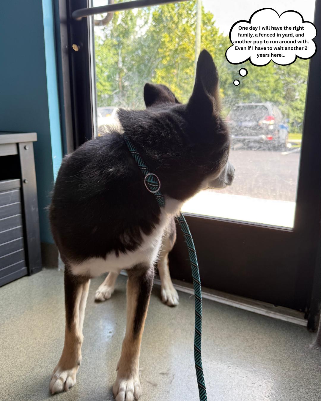 Max, a Adoptable mixed breed in Fredericksburg, VA image 2/6