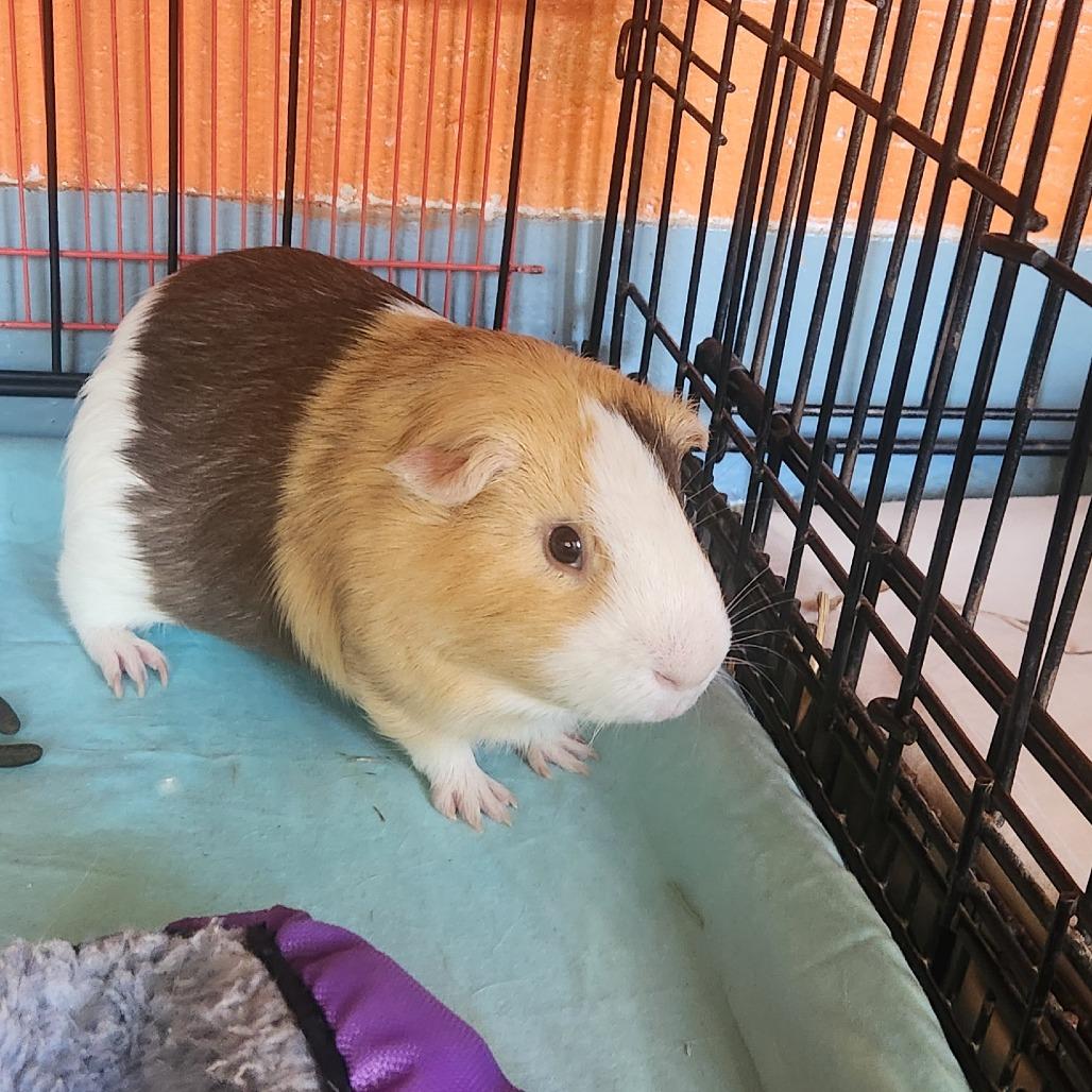 Cookie dough, Adoptable, Adult Male Guinea Pig.