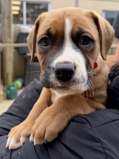 Spade, Adoptable, Young Male Mixed Breed & Mixed Breed.