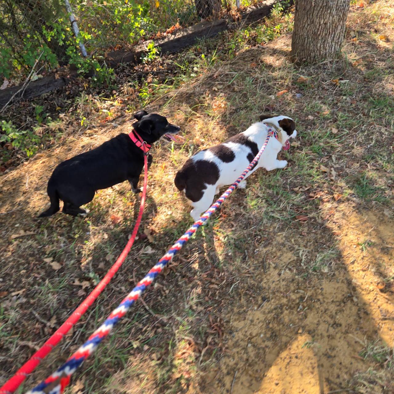 Enlarge Alvin, a Adoptable mixed breed in Mansfield, TX image 5/6