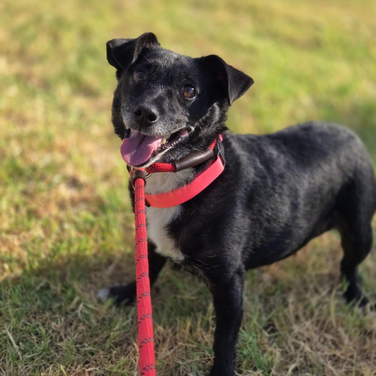 Enlarge Alvin, a Adoptable mixed breed in Mansfield, TX image 6/6