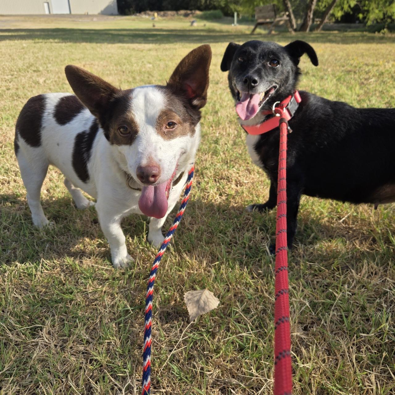 Enlarge Alvin, a Adoptable mixed breed in Mansfield, TX image 3/6