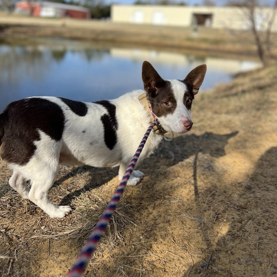 Alvin, Adoptable, Adult Male Corgi & Rat Terrier.
