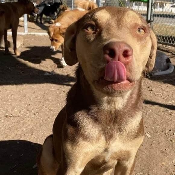 Enlarge Rugby, a Adoptable mixed breed in Cheektowaga, NY image 7/11