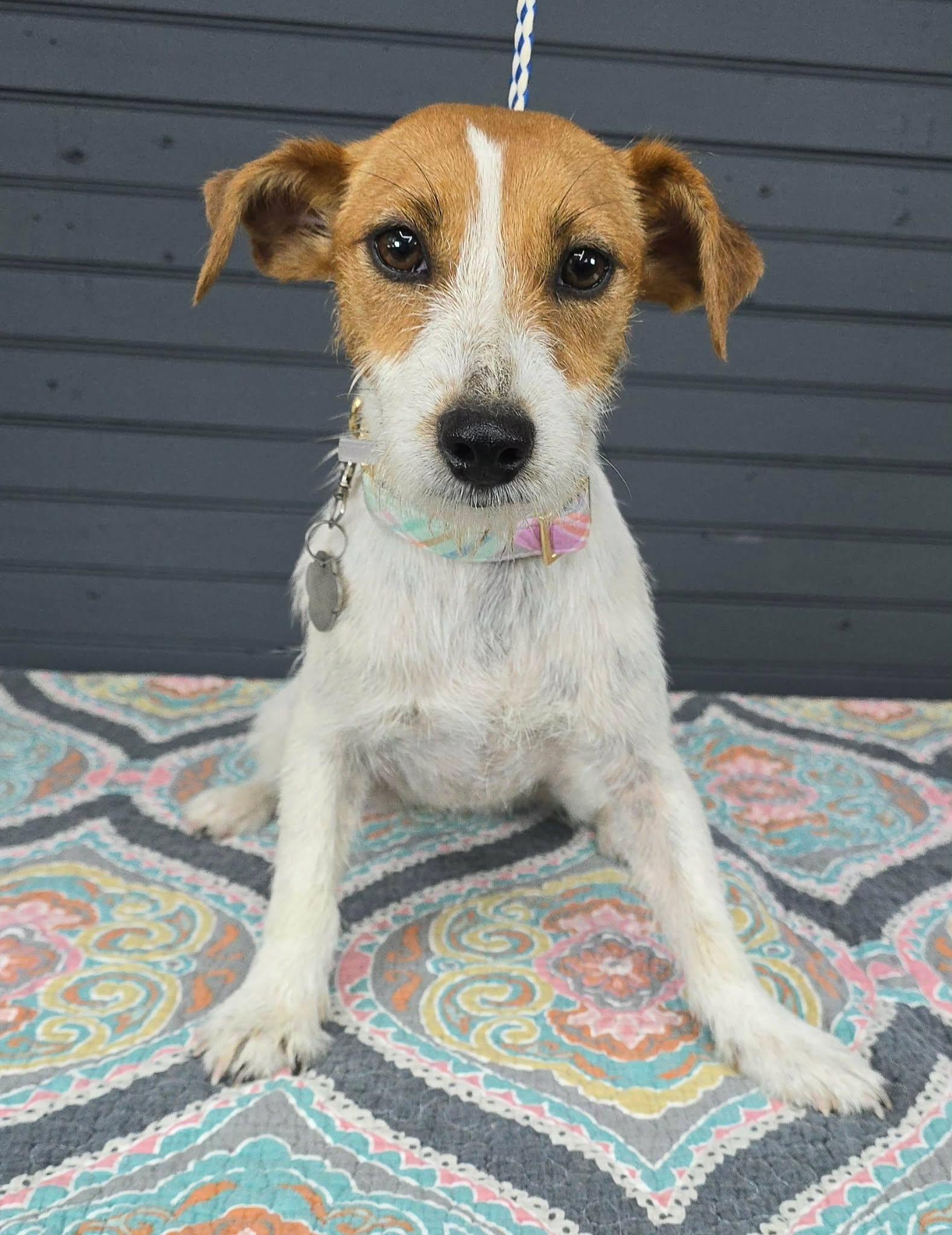 Ladybug, adopted, Young Female Jack Russell Terrier.