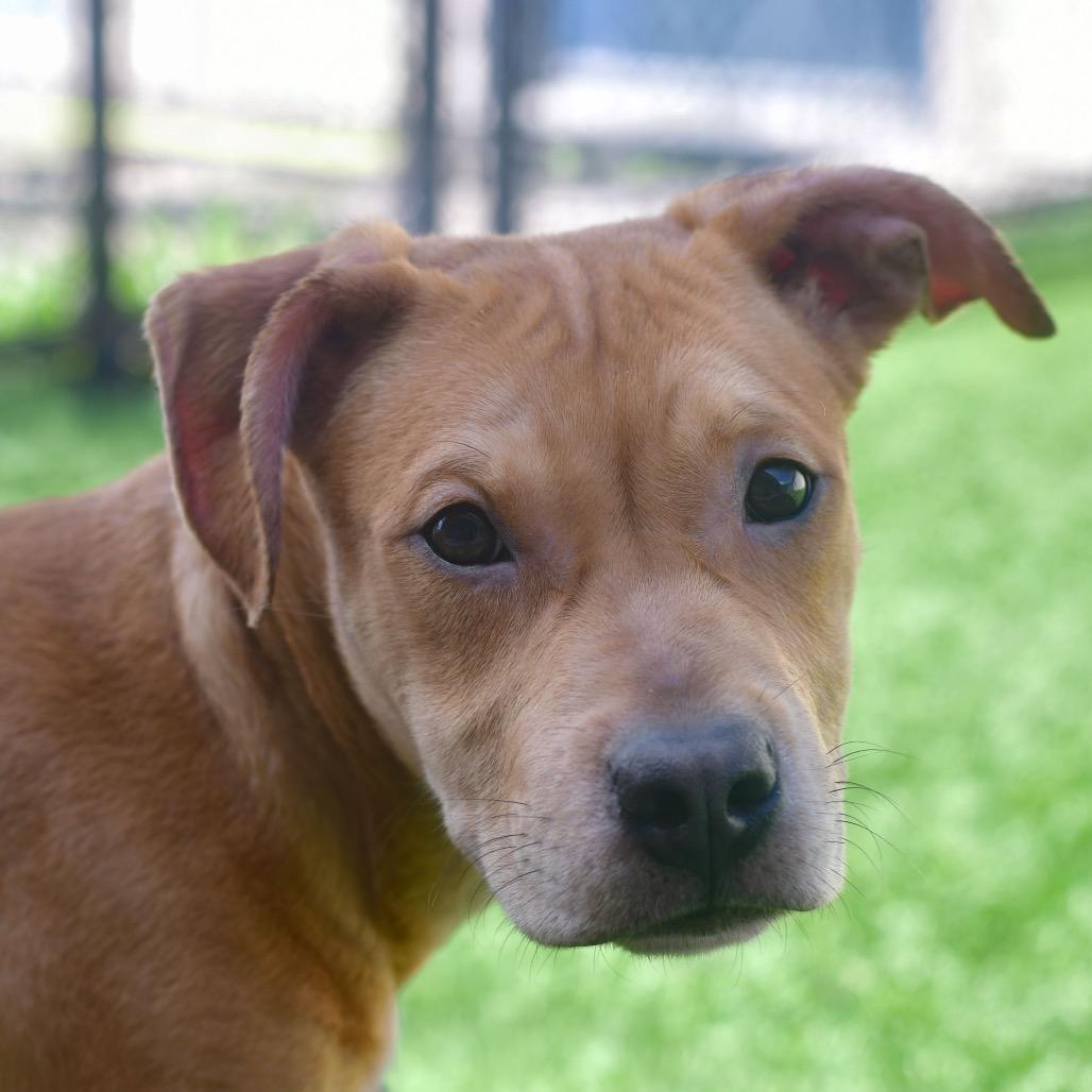Maverick, Adoptable, Young Male Pit Bull Terrier.