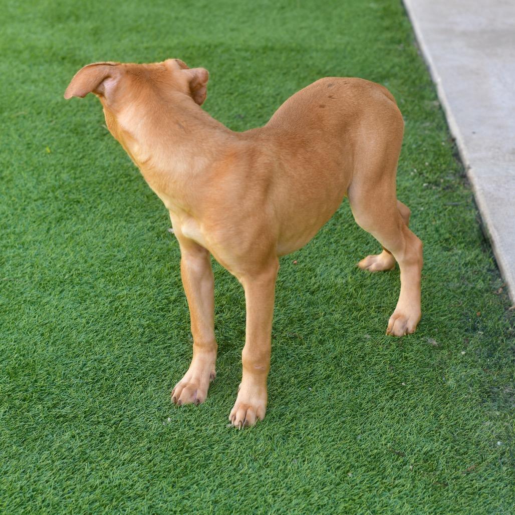 Maverick, a Adoptable Pit Bull Terrier in Ottawa, KS image 2/2