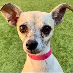 SAVE ME PLEASE KALA - IDA553678, Adopted, Young Female Chihuahua.