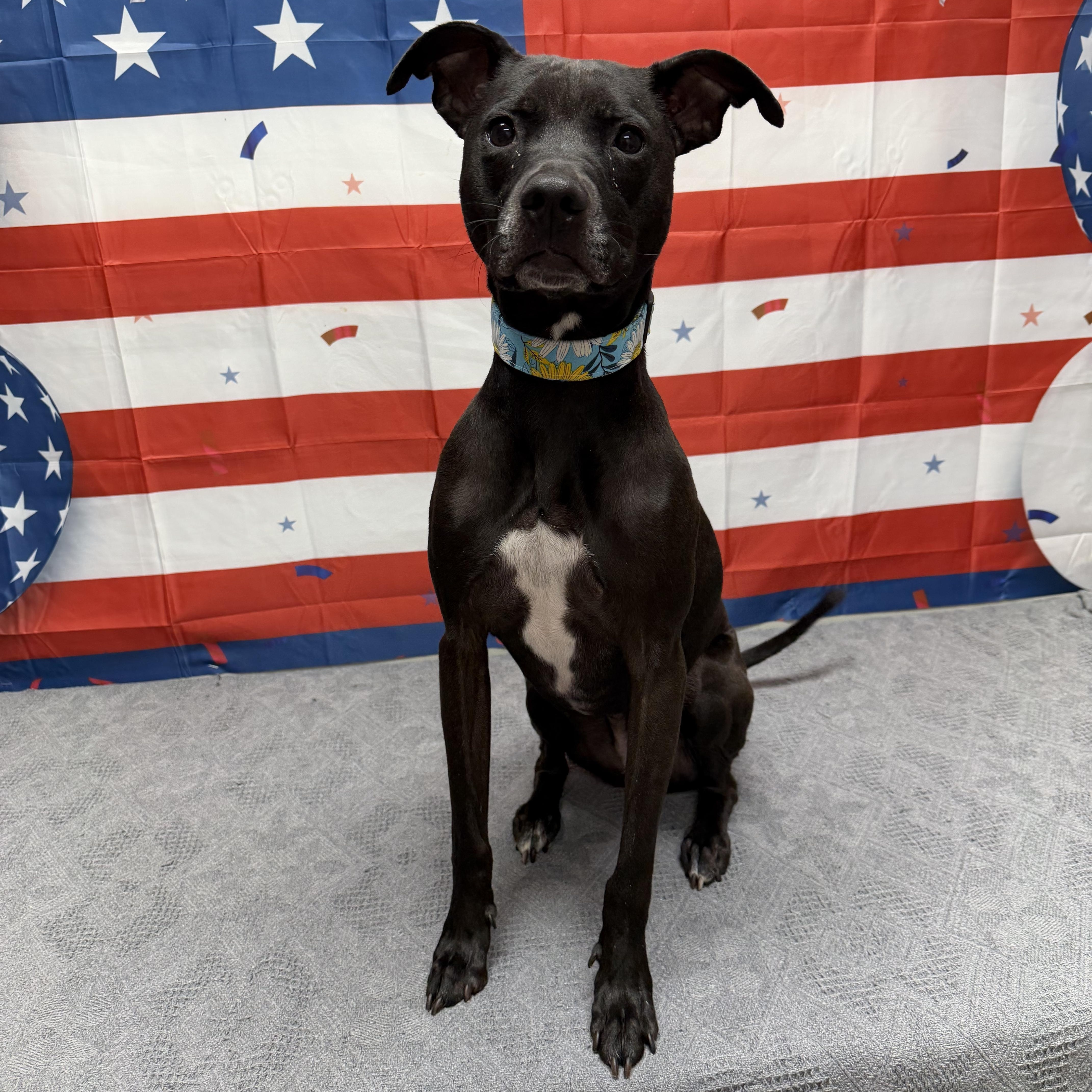 Enlarge Shimmer, a ADOPTABLE Mixed Breed in Urbana, OH image 1/1