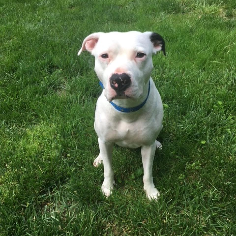 Enlarge Petey - Sponsored Adoption Fee!, a Adoptable Mixed Breed in Cincinnati, OH image 2/6