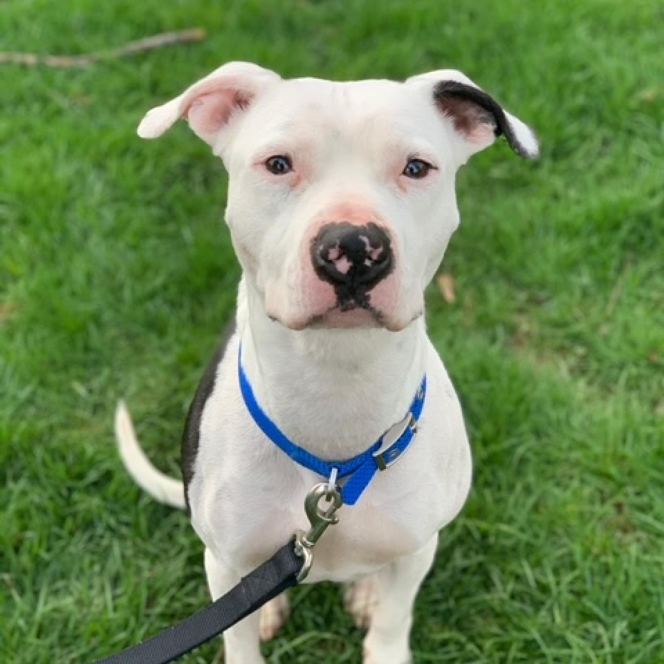 Enlarge Petey - Sponsored Adoption Fee!, a Adoptable Mixed Breed in Cincinnati, OH image 5/6