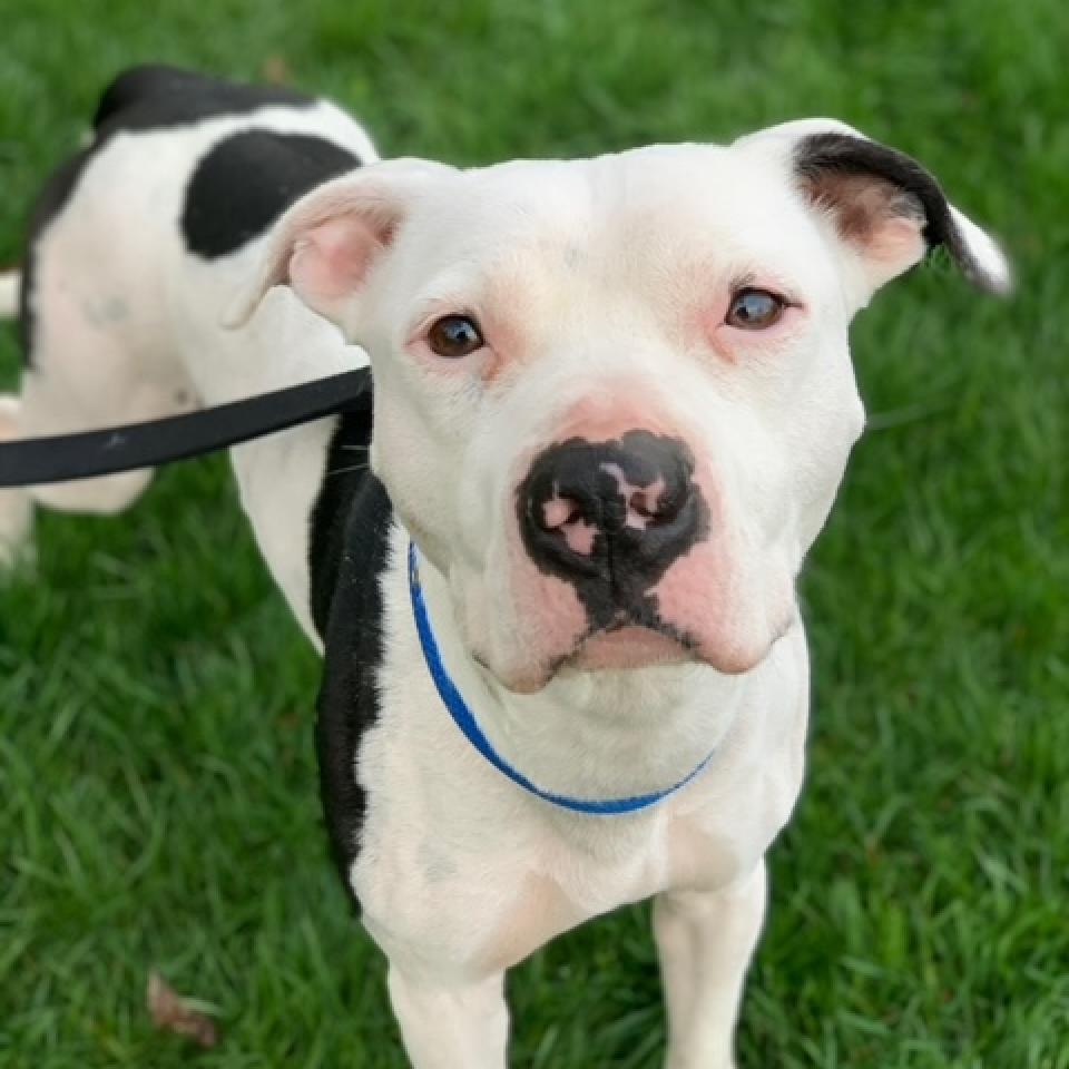 Enlarge Petey - Sponsored Adoption Fee!, a Adoptable Mixed Breed in Cincinnati, OH image 6/6