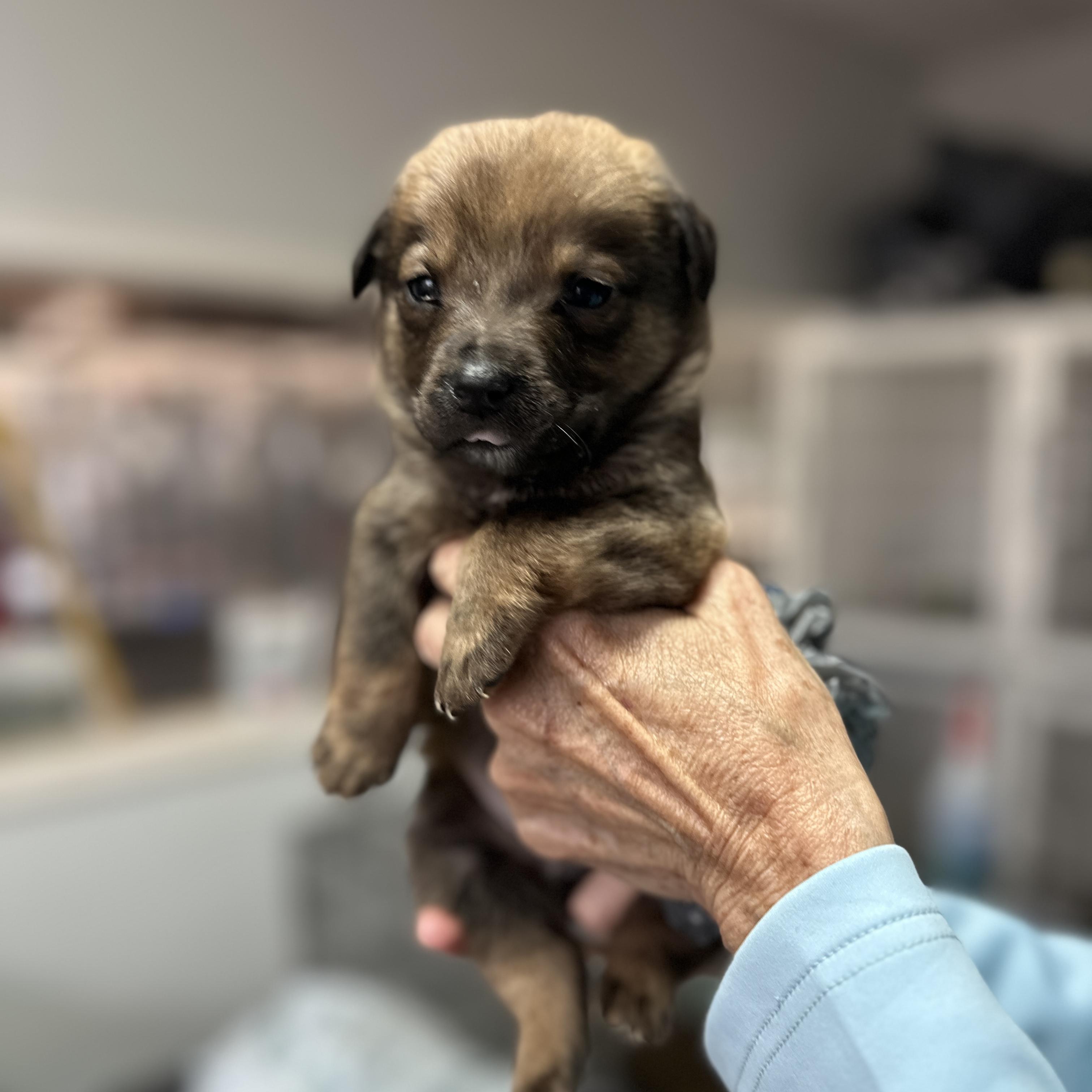 Enlarge Cranium, a Adoptable mixed breed in Smithtown, NY image 5/6