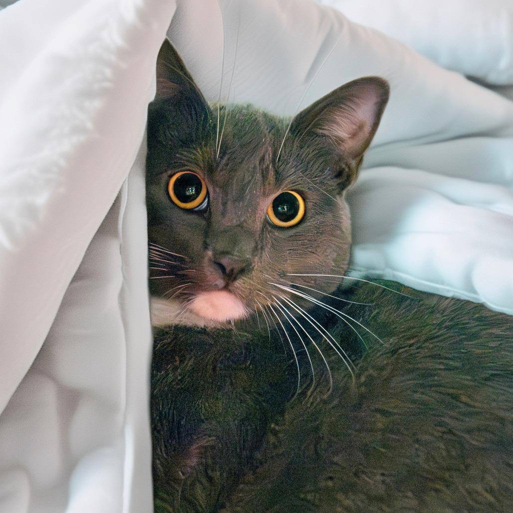 Enlarge Ash, a Adoptable Domestic Short Hair in Las Vegas, NV image 1/1