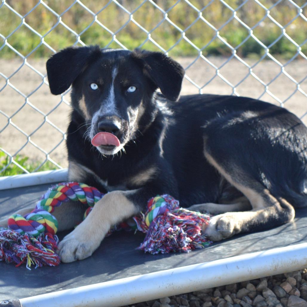 Sterling, Adoptable, Young Male Husky & Shepherd.
