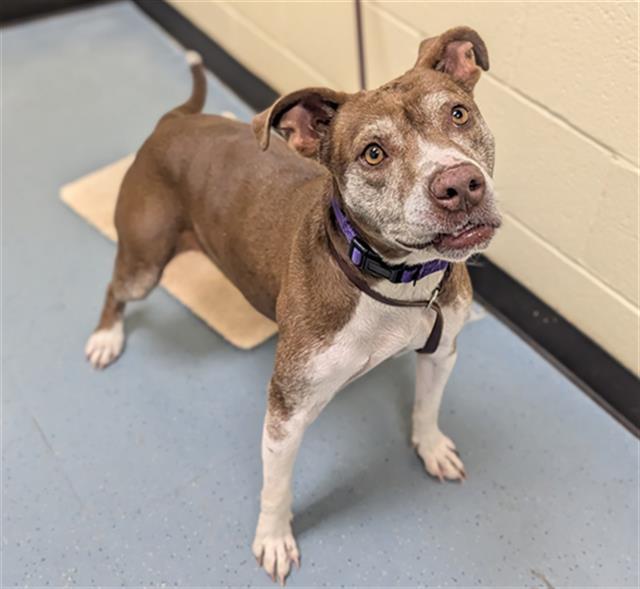 Enlarge FOREST, a Adoptable Pit Bull Terrier in Denver, CO image 1/1