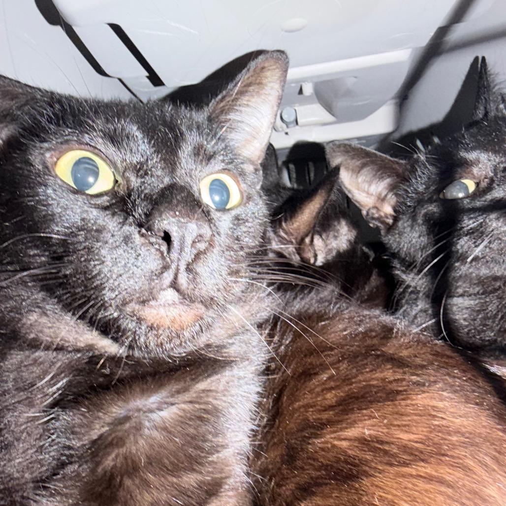 Enlarge Poplar, a Adoptable Domestic Short Hair in Tacoma, WA image 1/2