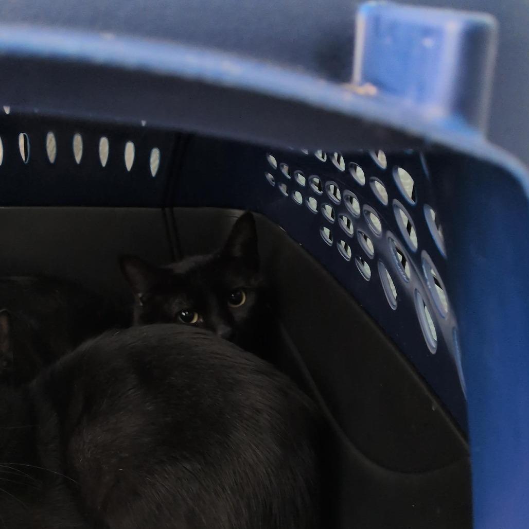 Enlarge Poplar, a Adoptable Domestic Short Hair in Tacoma, WA image 2/2