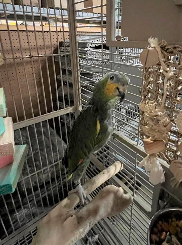 Heckle, Adoptable, Adult Male Amazon.