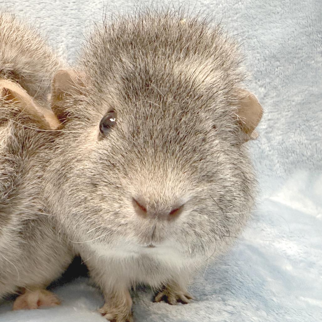 Ellie, Adoptable, Adult Female Guinea Pig.